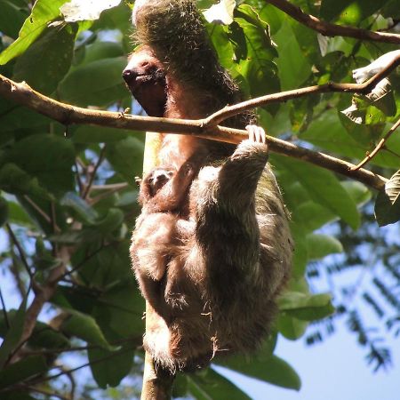Cabanas Montanas Del Tenorio Rio Celeste Bagian luar foto